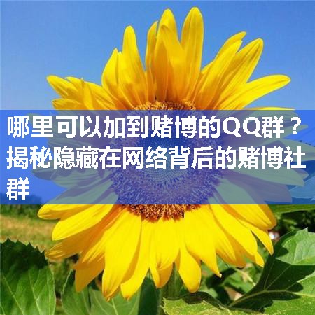 哪里可以加到赌博的QQ群？揭秘隐藏在网络背后的赌博社群